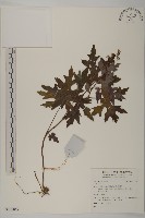 登錄號:S137857藏品圖，第1張