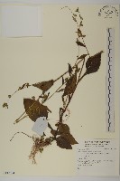 登錄號:S137864藏品圖，第1張