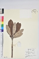 紫玉盤杜鵑藏品圖，第1張