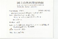 雲南紅景天藏品圖，第2張