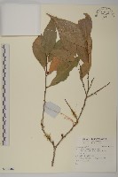 登錄號:S137884藏品圖，第1張