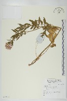 登錄號:S137889藏品圖，第1張