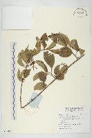 山茱萸藏品圖，第1張