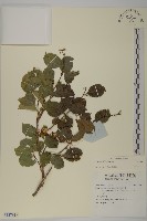 登錄號:S137919藏品圖，第1張