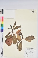 大白杜鵑藏品圖，第1張