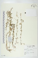 登錄號:S137941藏品圖，第1張