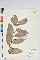 登錄號:S137947藏品圖，第1張