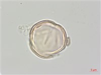 登錄號:S137958藏品圖，第2張