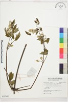 繡球藤藏品圖，第1張