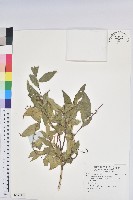 登錄號:S137975藏品圖，第1張