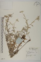 登錄號:S137982藏品圖，第1張