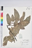 登錄號:S137986藏品圖，第1張