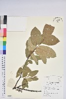 登錄號:S137994藏品圖，第1張