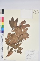 柳條杜鵑藏品圖，第1張