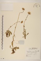 短薴飛蓬藏品圖，第1張