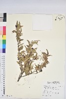 草沉香藏品圖，第1張