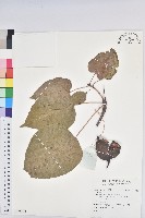 登錄號:S138024藏品圖，第1張