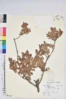 老鴉炮藏品圖，第1張