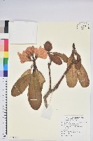 團花杜鵑藏品圖，第1張