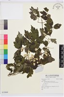 登錄號:S138068藏品圖，第1張