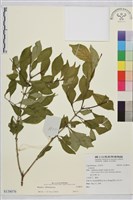 登錄號:S138076藏品圖，第1張