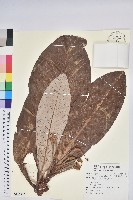 凸尖杜鵑藏品圖，第1張