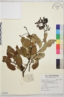 雲南勾兒茶藏品圖，第1張