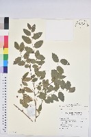 登錄號:S138099藏品圖，第1張