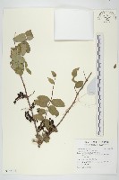 馬桑藏品圖，第1張