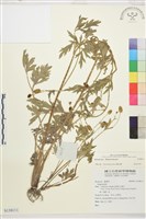 登錄號:S138111藏品圖，第1張