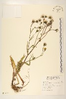 玉山毛蓮菜藏品圖，第1張