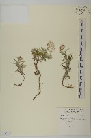 玉山抱莖籟簫藏品圖，第1張