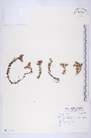 登錄號:S138127藏品圖，第1張