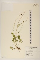 矮菊藏品圖，第1張