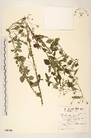 嶺南野菊藏品圖，第1張