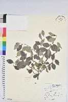 黑面神藏品圖，第1張