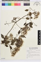 登錄號:S138185藏品圖，第1張