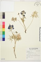 登錄號:S138190藏品圖，第1張