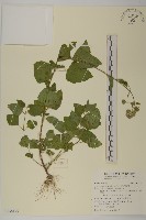 紫花霍香薊藏品圖，第1張