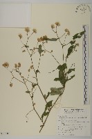 大頭艾納香藏品圖，第1張