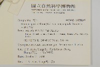 大頭艾納香藏品圖，第2張