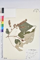 白匏子藏品圖，第1張