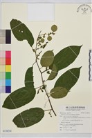 桶鉤藤藏品圖，第1張