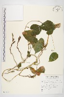 登錄號:S138227藏品圖，第1張