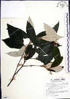 紅皮、葉下白、赤仔尾藏品圖，第1張