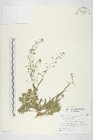 薺藏品圖，第1張