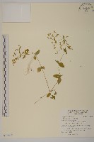 繁縷藏品圖，第1張