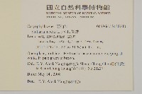 繁縷藏品圖，第2張