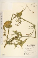 苦滇菜、苦菜藏品圖，第1張