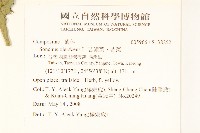 苦滇菜、苦菜藏品圖，第2張